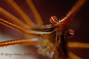 Arrow crab shot with D300 105mm and subsee +10 diopter
s... by George Ordenes 